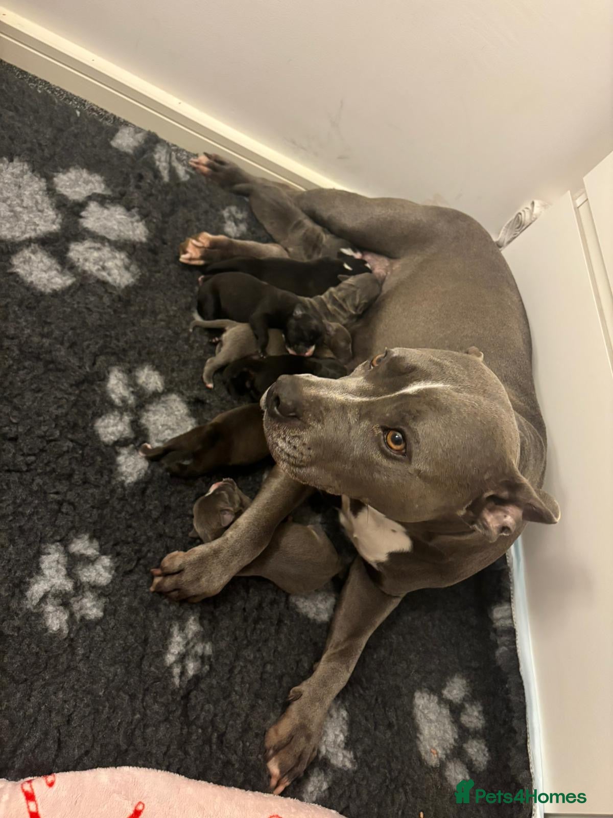 Staffordshire Bull Terrier dogs for sale: Last girl to go.  - Advert 2