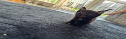 Mixed Breed cats for sale: 4 kittens 🏡 - Advert 10