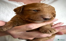 Mixed Breed dogs for sale: Health Tested miniature Goldendoodles  - Image 21