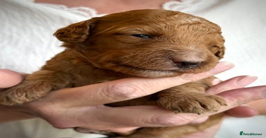 Mixed Breed dogs - Advert 6