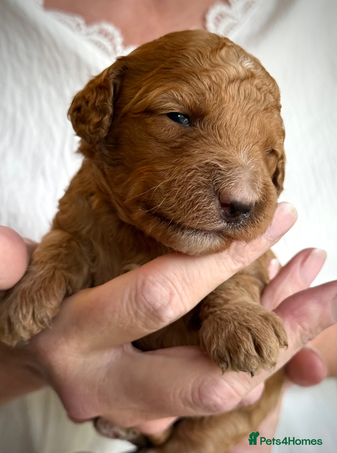 Mixed Breed dogs for sale: Health Tested miniature Goldendoodles  - Image 21