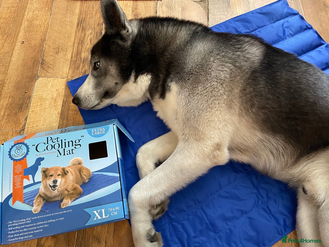 Siberian Husky dogs for sale: Demon - Image 6