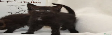 Kitten 1