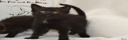 Mixed Breed cats for sale: Beautiful Maine Coon/Bombay Mix Kittens! in Edinburgh - Advert 3