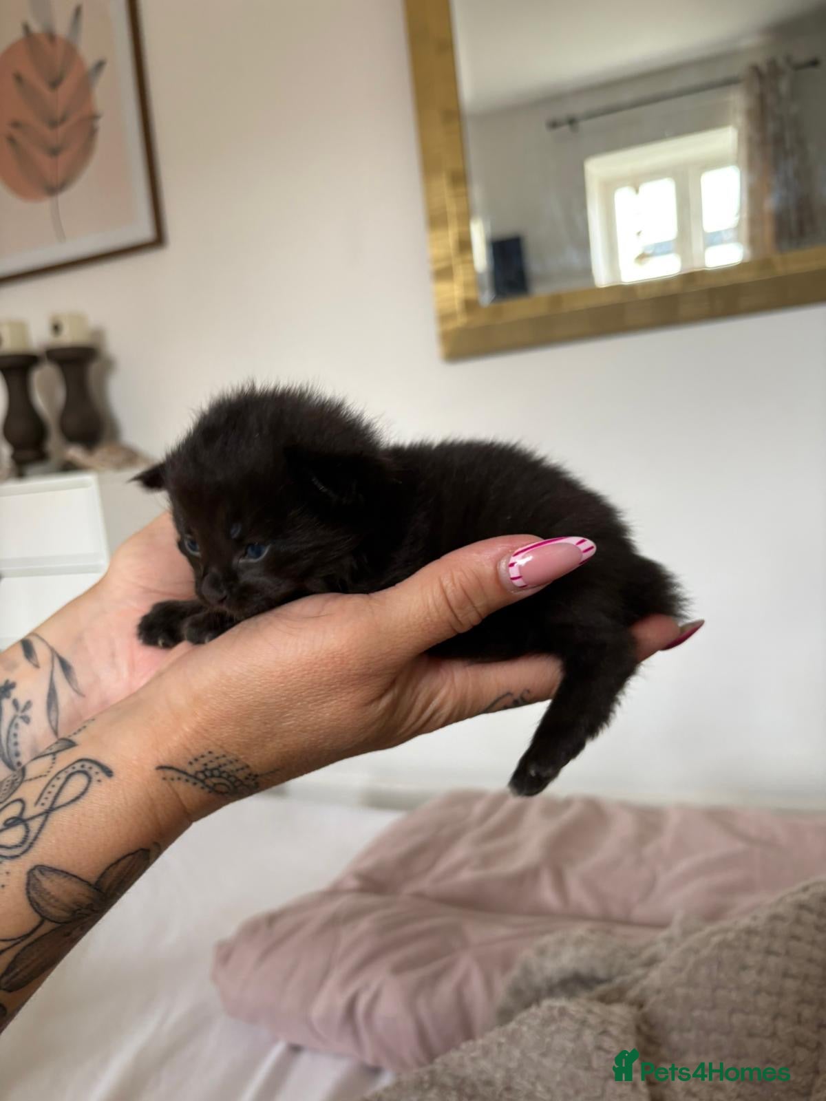 Mixed Breed cats for sale: Mixed Beautiful Girls  - Advert 11