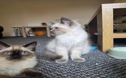 Ragdoll cats for sale: 🩵Beautiful ragdoll 🩵 - Image 6