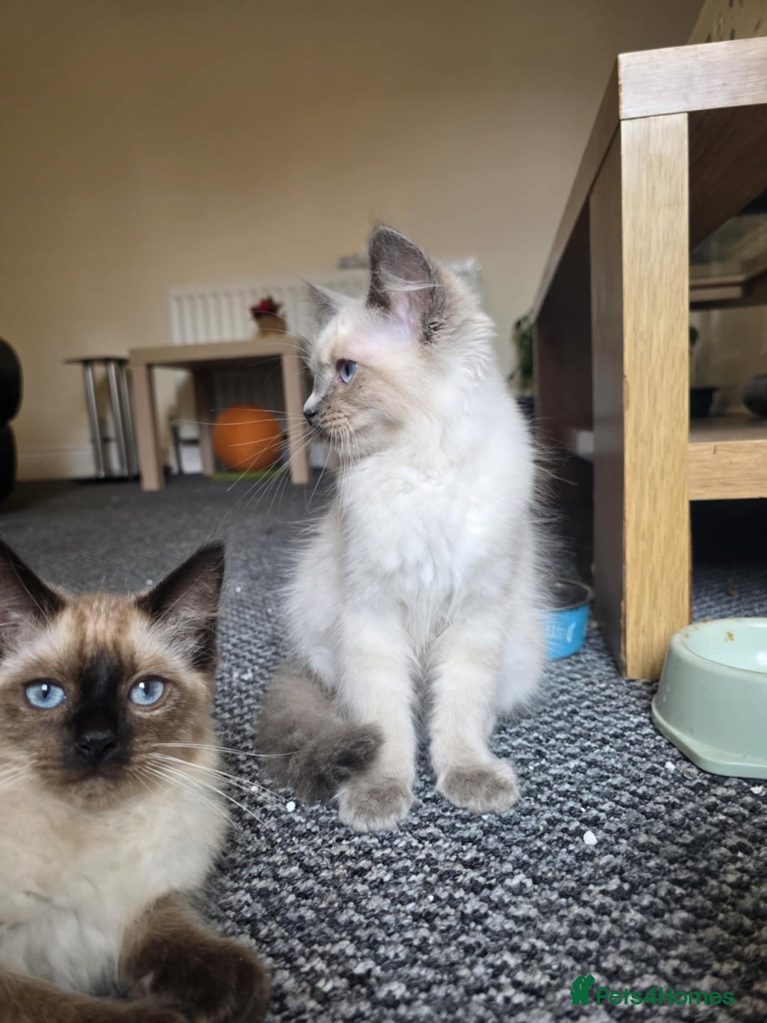 Ragdoll cats for sale: 🩵Beautiful ragdoll 🩵 - Image 6