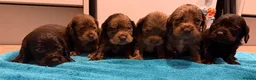 Cocker Spaniel dogs for sale: Cocker spaniel puppies  - Advert 8