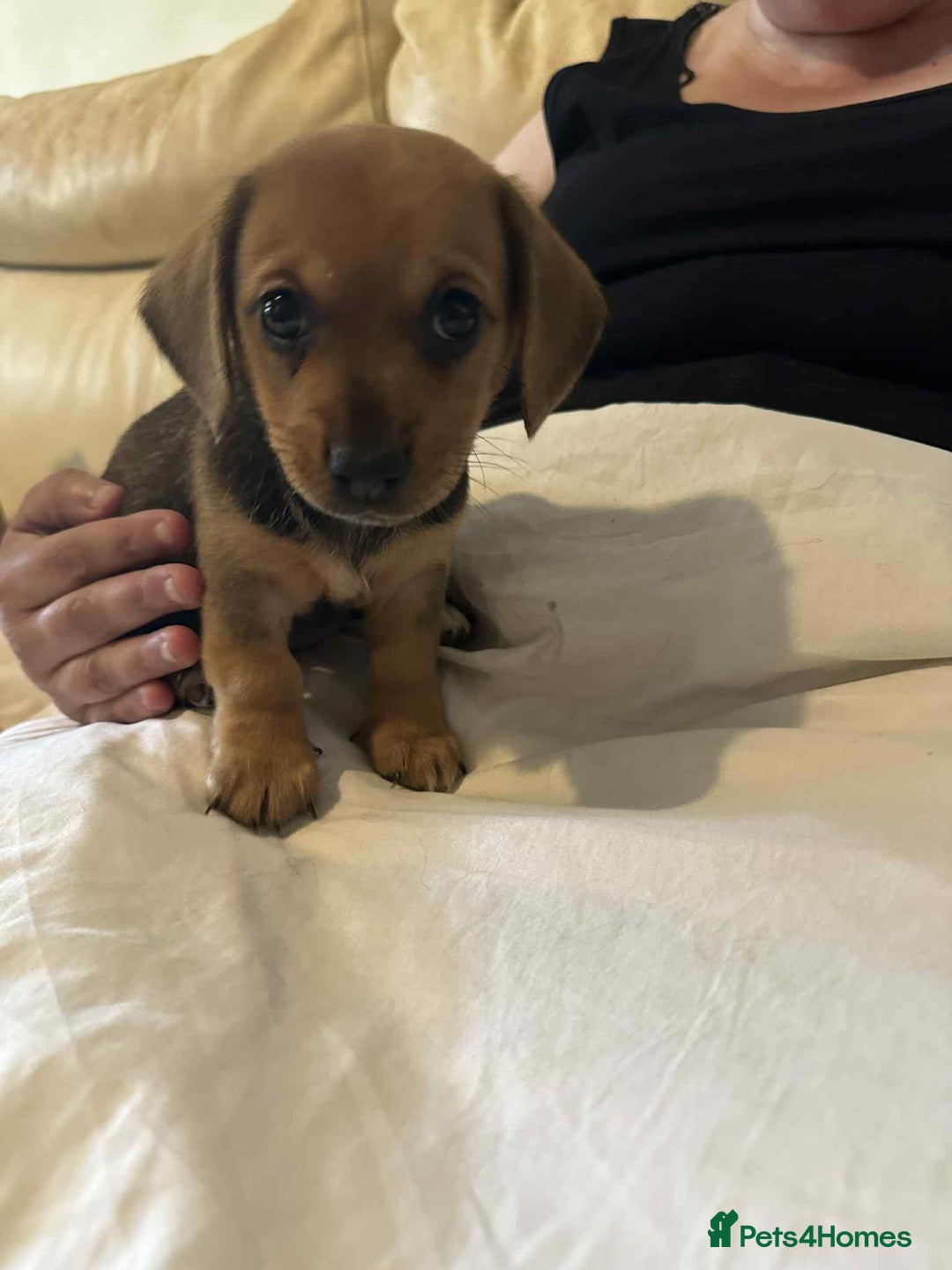 Mixed Breed dogs for sale: Beautiful and playful puppies for sale - Image 5