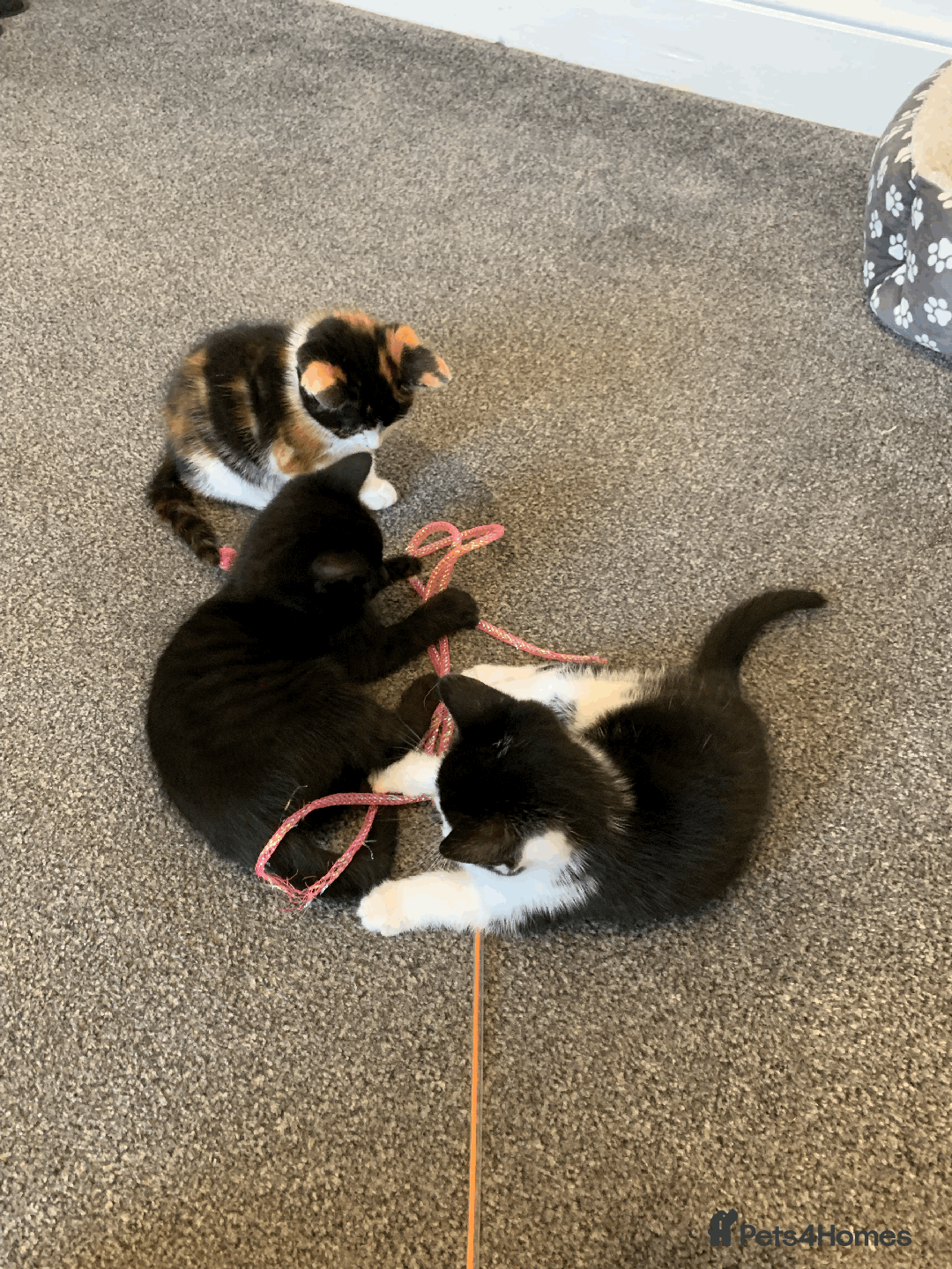 Mixed Breed cats for sale: gorgeous kittens male and female  - Image 3