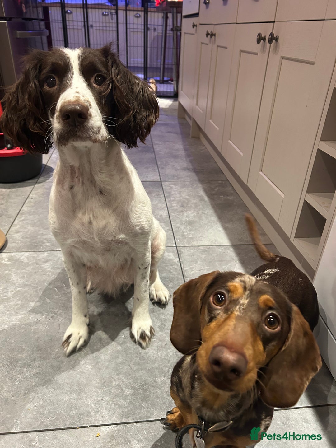 Mixed Breed dogs for sale: Doxie puppies  - Advert 11