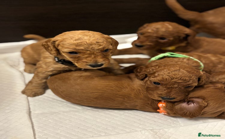 Cavapoo dogs - Advert 9