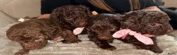 Cavapoo dogs for sale: Beautiful little of cavapoo puppy’s  in Nottingham - Advert 8