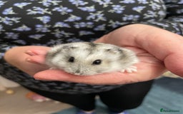Hamster rodents for sale: Baby Winter White Russian hamsters from show stock - Image 3