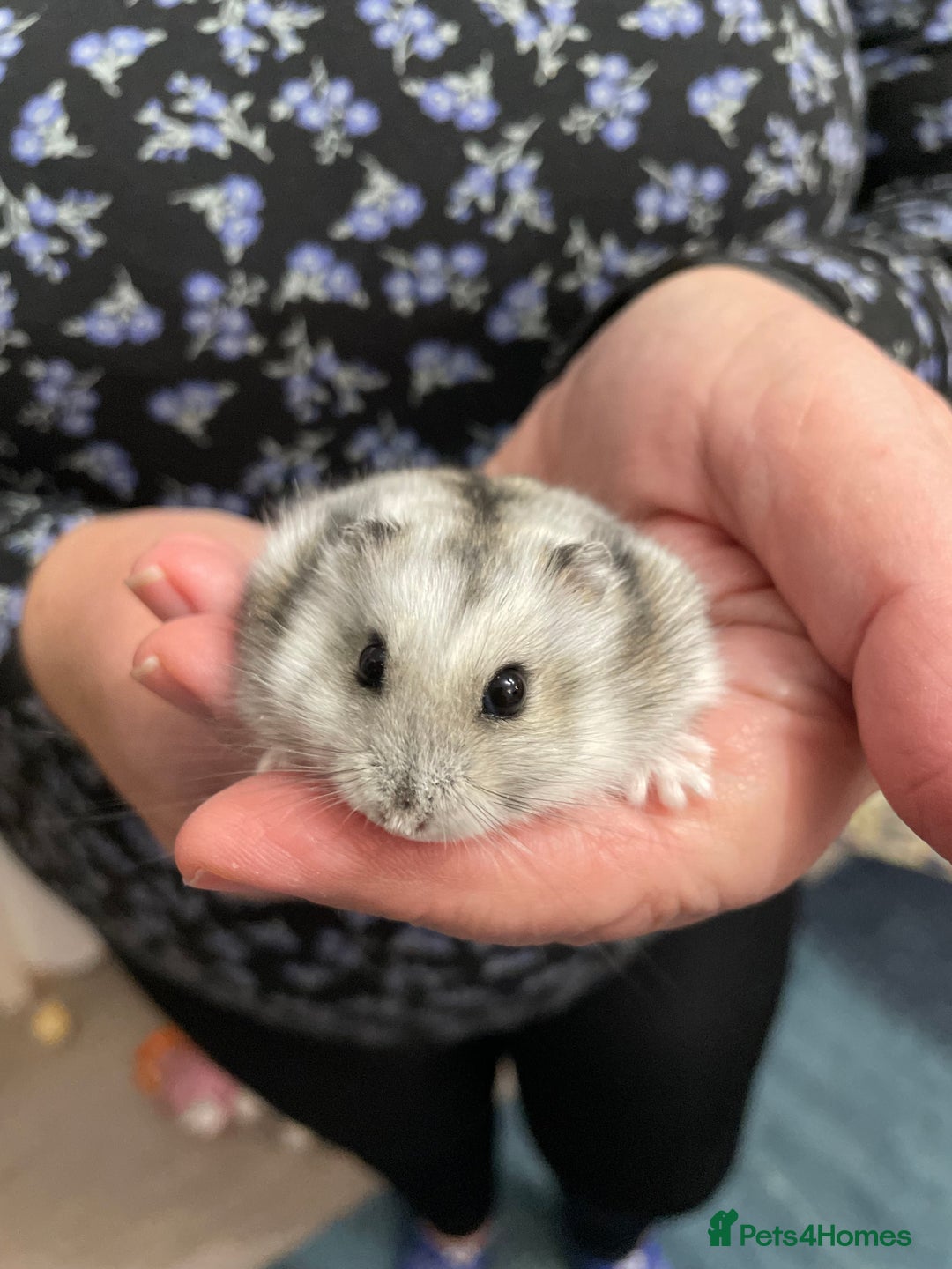 Hamster rodents for sale: Baby Winter White Russian hamsters from show stock - Image 3
