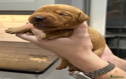 Labrador Retriever dogs for sale: 10 Beautiful Fox Red Labrador Puppies - Image 11