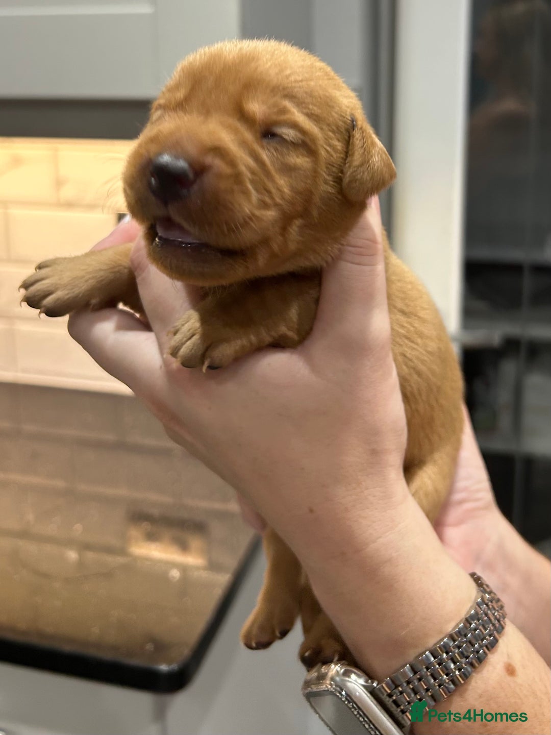 Labrador Retriever dogs for sale: 10 Beautiful Fox Red Labrador Puppies - Image 11