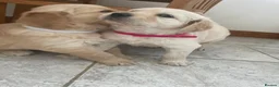 Golden Retriever dogs for sale: Beautiful GOLDEN RETRIEVER Puppies  - Advert 3