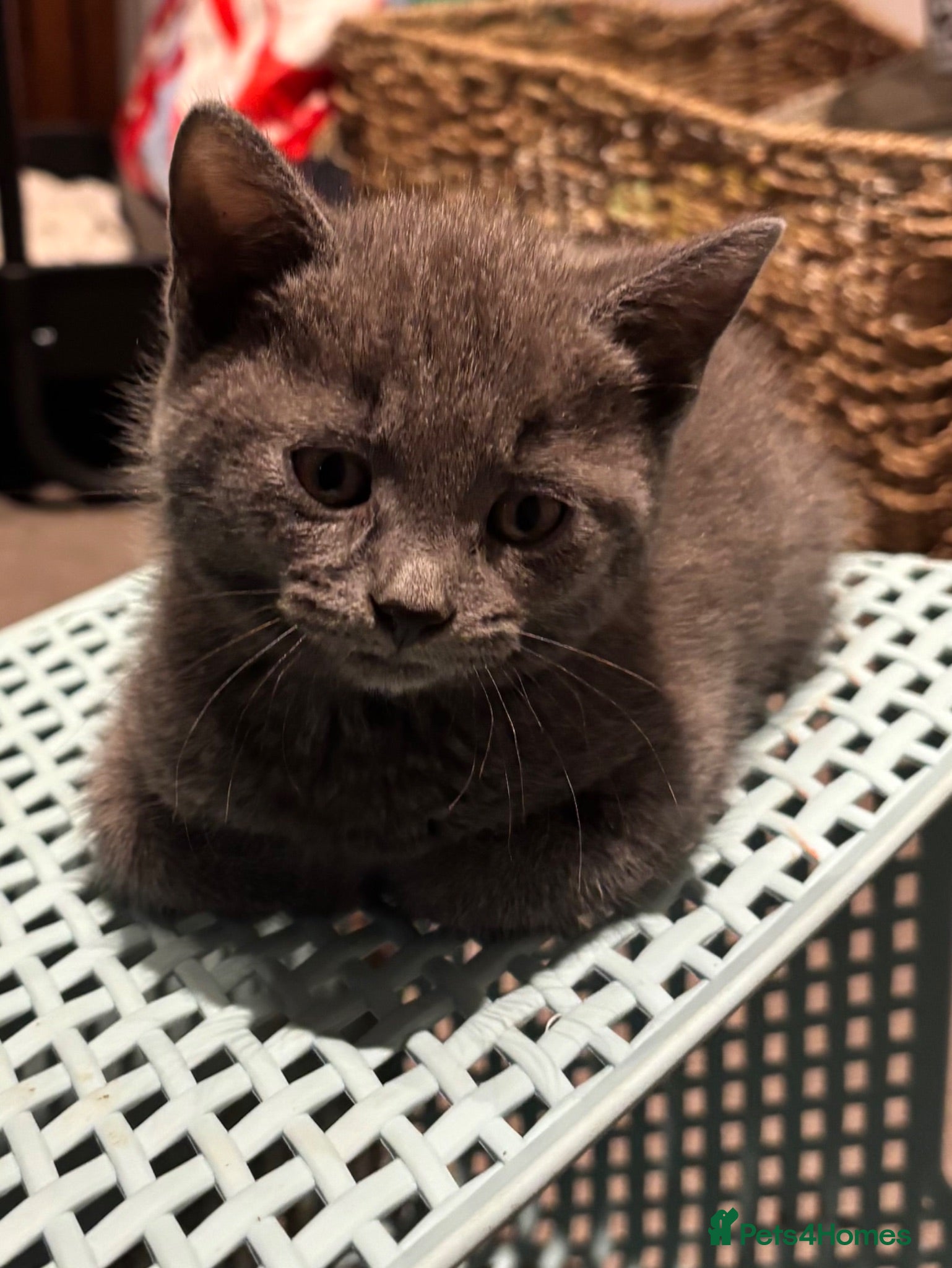Mixed Breed cats Ready now! mixed breed seal point ragdoll mix  - Advert 2