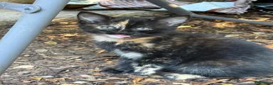 Mixed Breed 3