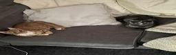 Mixed Breed cats for sale: 2 8 months old cats to go together  - Advert 3