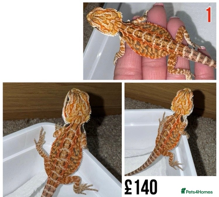 Bearded Dragon reptiles for sale: Baby Bearded Dragons For Sale! - Advert 2