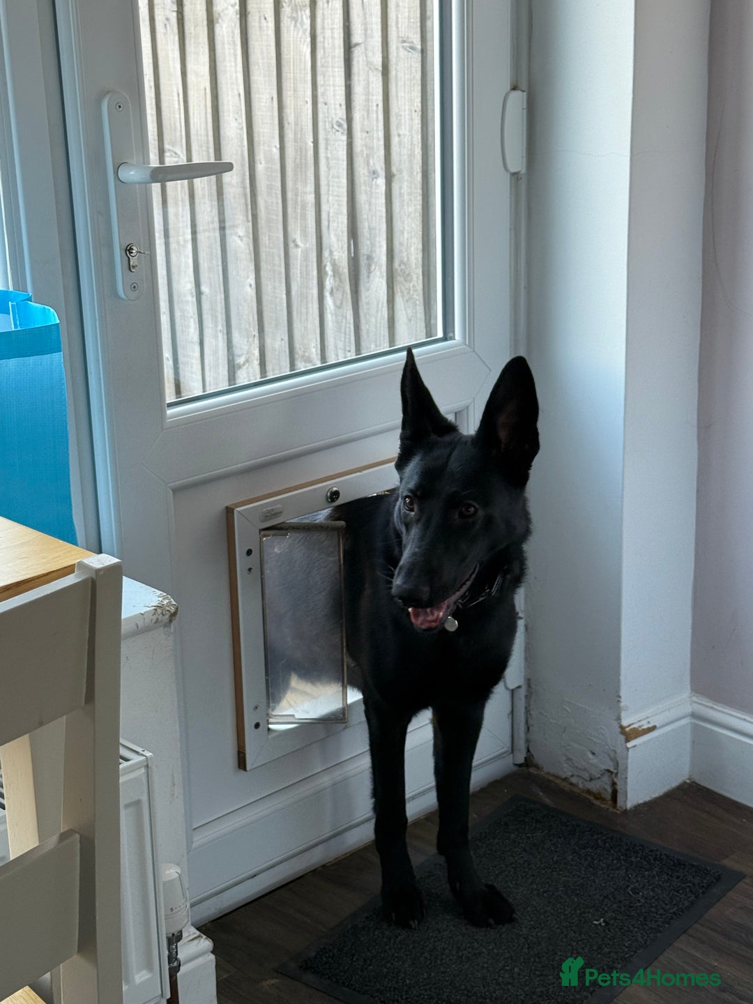 German Shepherd dogs for sale: Fully Trained Black German Shepherd - Advert 6