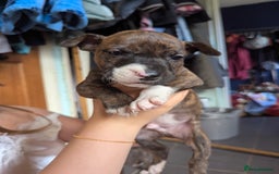 English Bull Terrier dogs for sale: English bull terrier cross staffys - Image 10