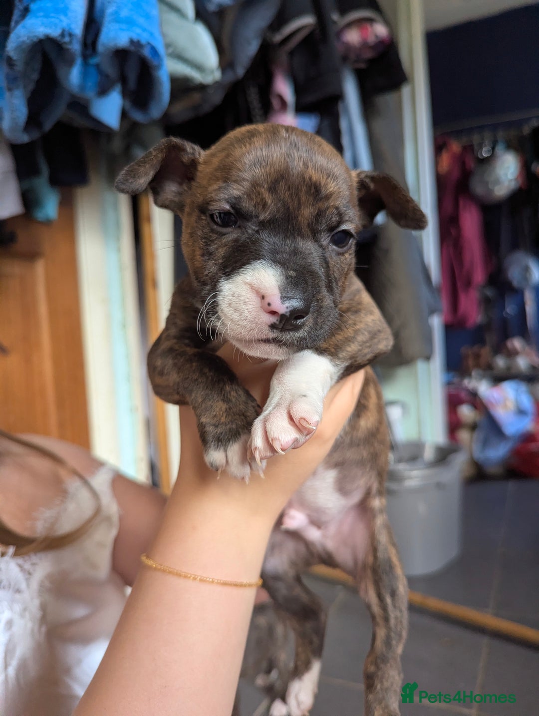 English Bull Terrier dogs for sale: English bull terrier cross staffys - Image 10