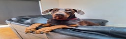 Dobermann dogs for stud: King Zeus-Ready for Stud in West Wickham - Advert 3