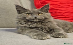 Maine Coon cats for sale: 🔥*Stunning Litter of 8💎Solid Blue Maine Coon*🔥  - Image 26
