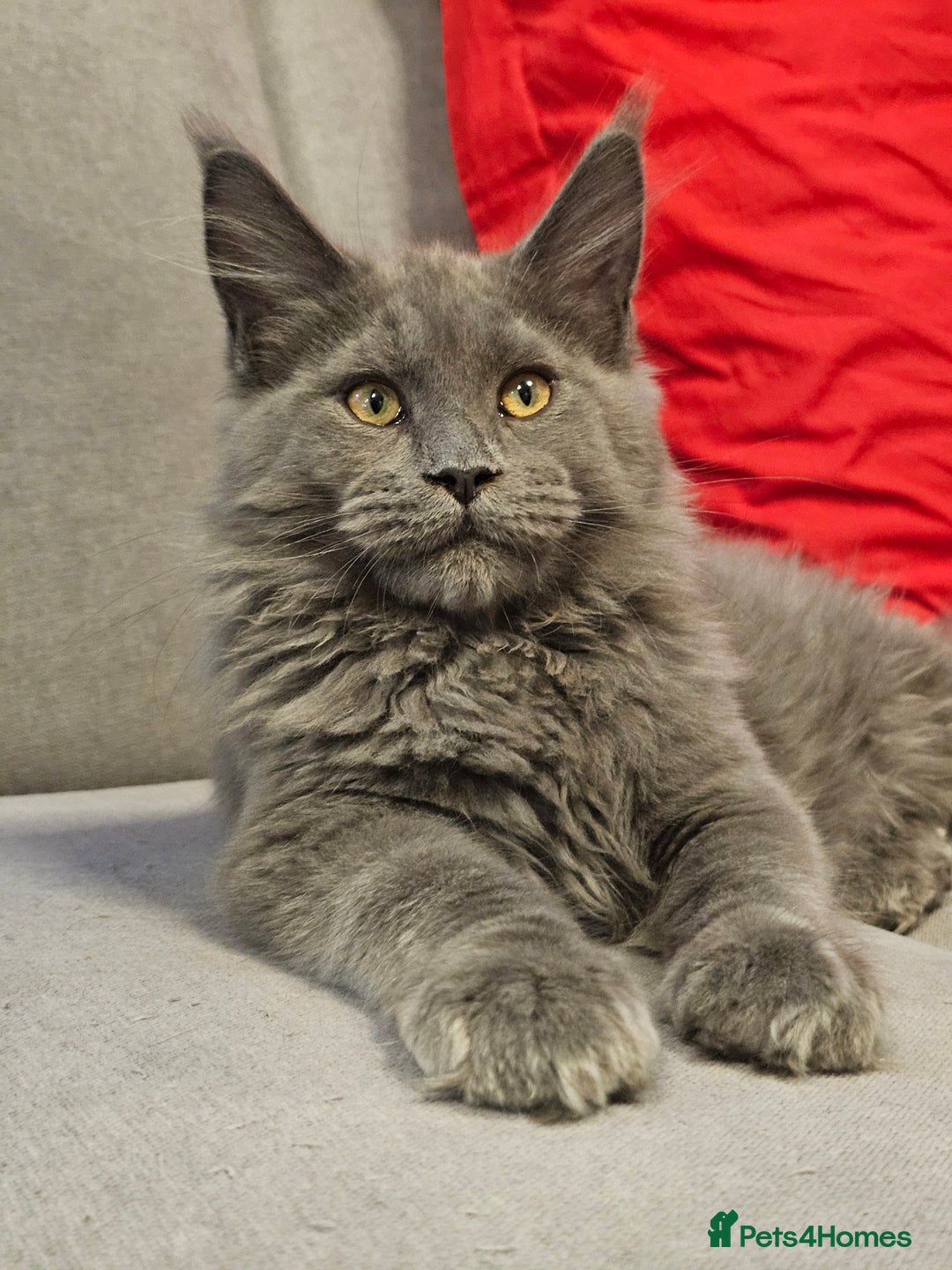 Maine Coon cats for sale: 🔥*Stunning Litter of 8💎Solid Blue Maine Coon*🔥  - Image 26