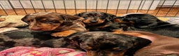 Miniature Dachshund dogs for stud: ** ROGUEROYALES STUD DASH ** PRA Clear in Wolverhampton - Advert 13