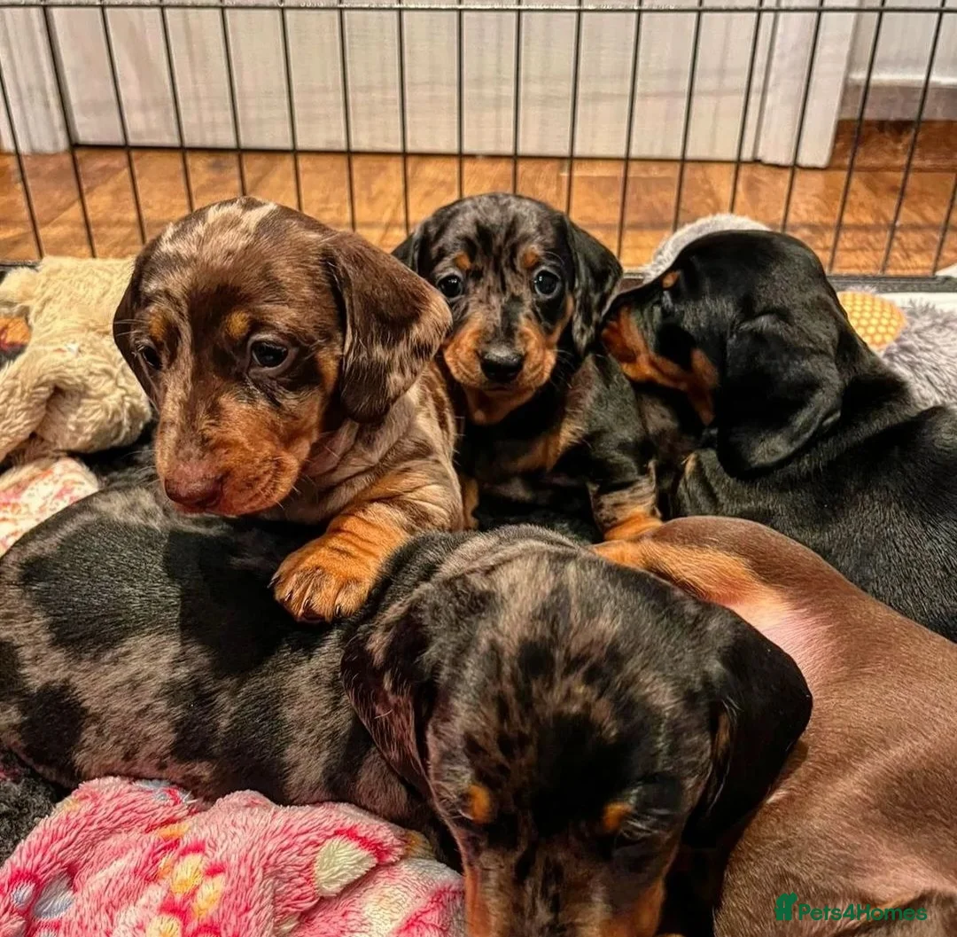 Miniature Dachshund dogs for stud: ** ROGUEROYALES STUD DASH ** PRA Clear in Wolverhampton - Advert 13