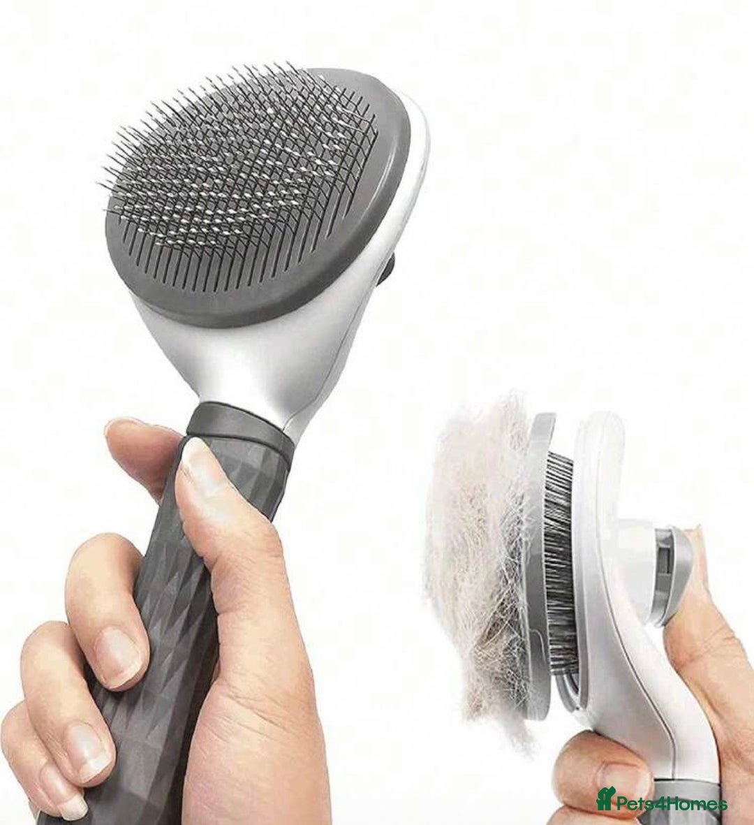 Domestic Shorthair cats for sale: Hello, I am Rio  - Advert 6