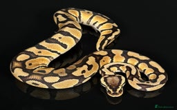 Python Snake reptiles for sale: Royal pythons/ball pythons  - Image 16