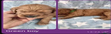 Cockapoo 7
