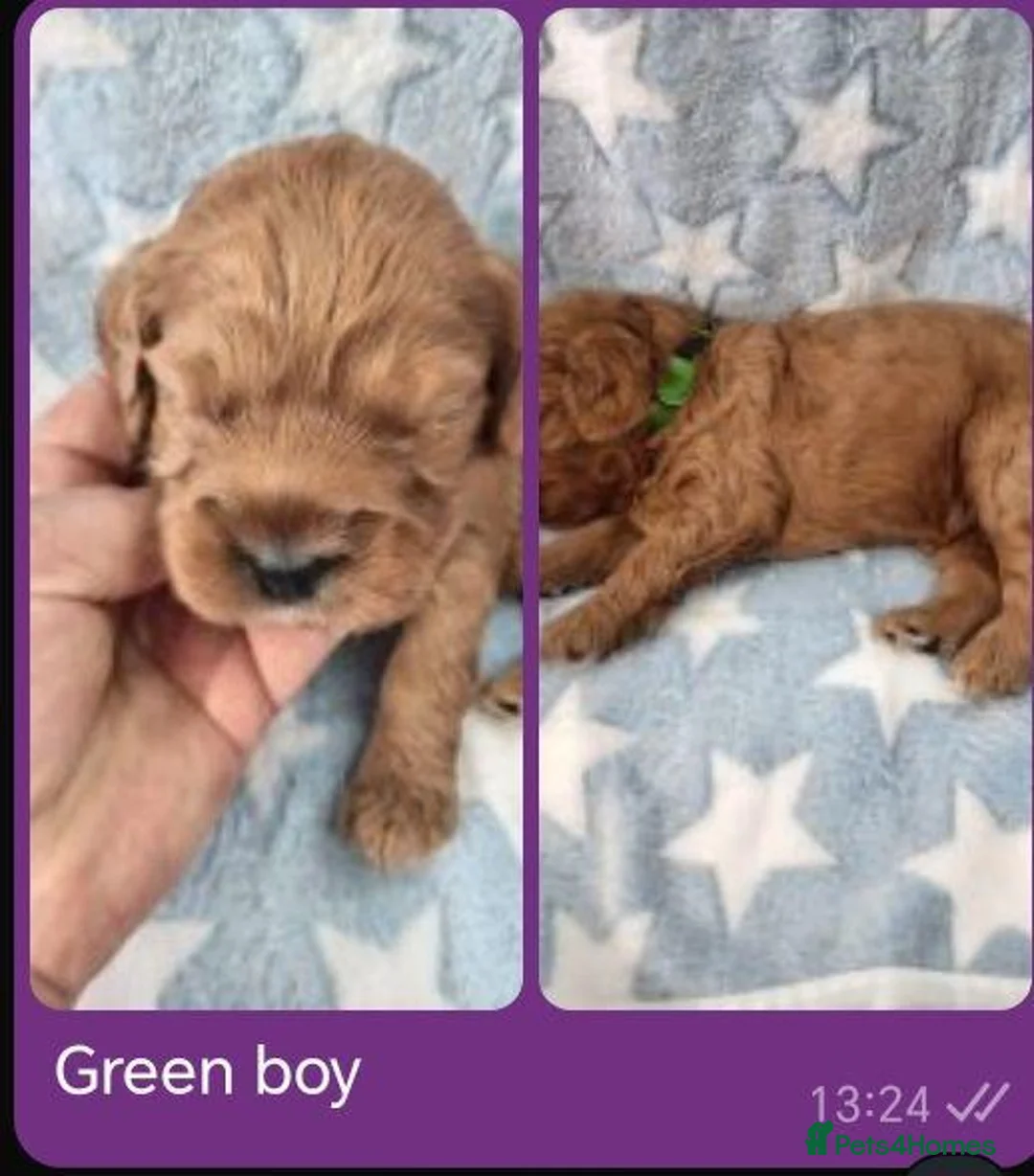 Cockapoo dogs for sale: Stunning Red F1B Cockapoos in Glasgow - Advert 2
