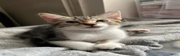 Mixed Breed cats for sale: 4 beautiful kittens 🐾 - Advert 19