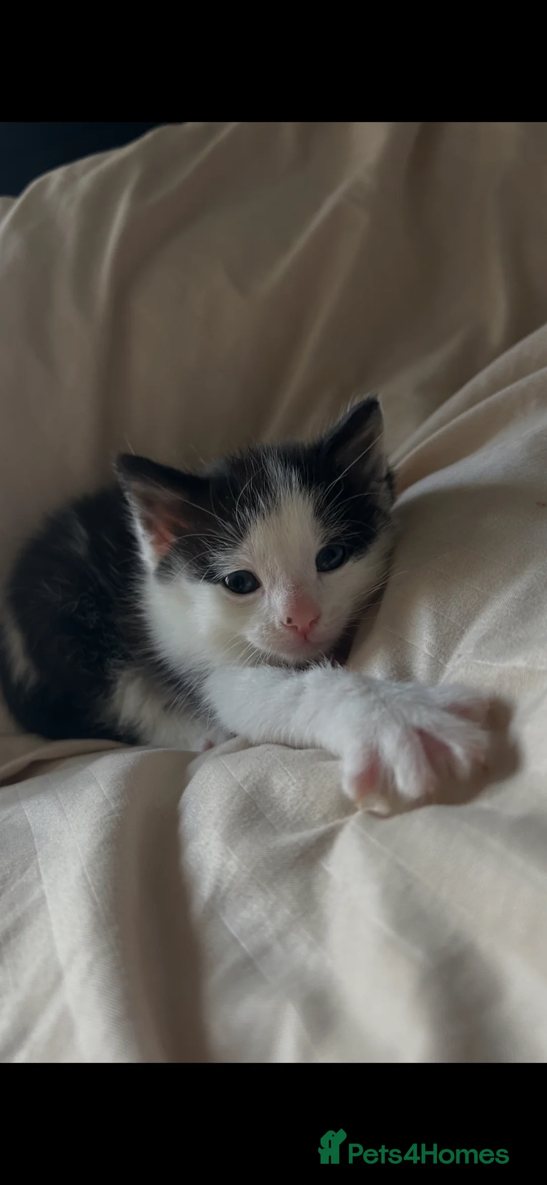 Mixed Breed cats for sale: Black and white male kitten  - Advert 2