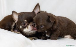 Chihuahua dogs for sale: KC reg LC choc boy - health tested parents  - Image 9