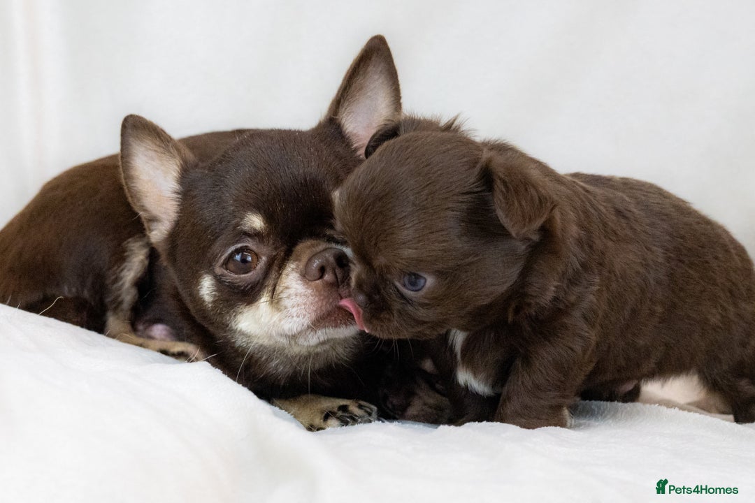 Chihuahua dogs for sale: KC reg LC choc boy - health tested parents  - Image 9