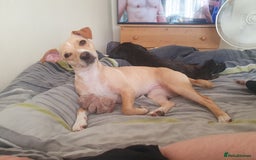 Patterjack dogs for sale: 2 black patterjack puppies left! - Image 8