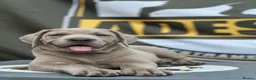 Mixed Breed dogs for sale: Cane Corso Puppies Lilac & Merle Blue Eyes - Advert 15