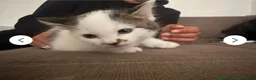 European cats for sale: Kittens for sale  - Advert 3