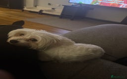 Mixed Breed dogs for sale: Maltese x JackChi Puppies - Ready to Reserve - Advert 7