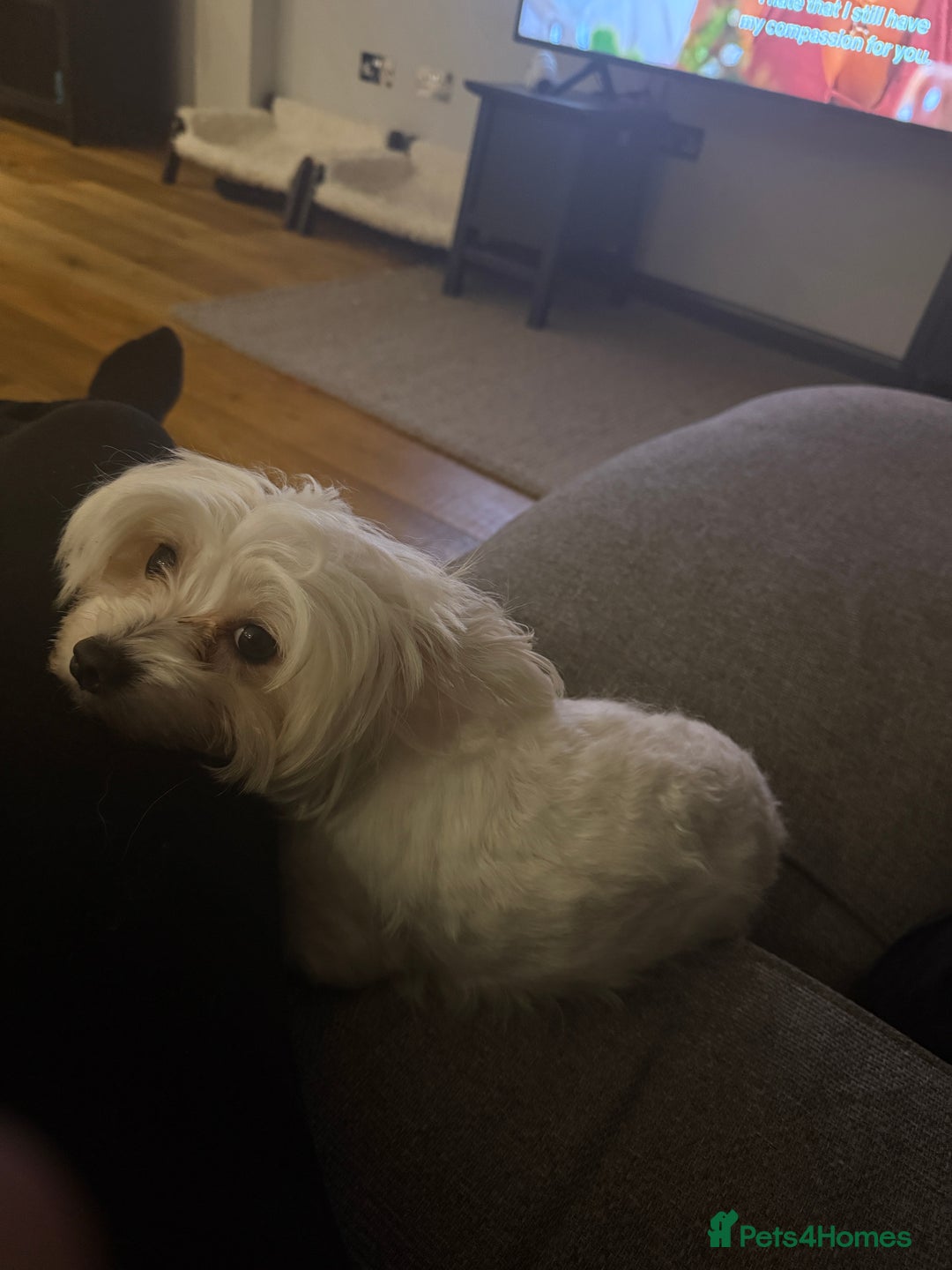 Mixed Breed dogs for sale: Maltese x JackChi Puppies - Ready to Reserve - Advert 7