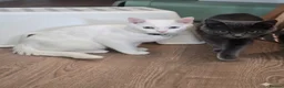 Turkish Angora cats for sale: Adorable kittens looking to be rehomed. - Advert 3