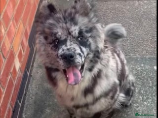 Chow Chow dogs in Leicester - Advert 6