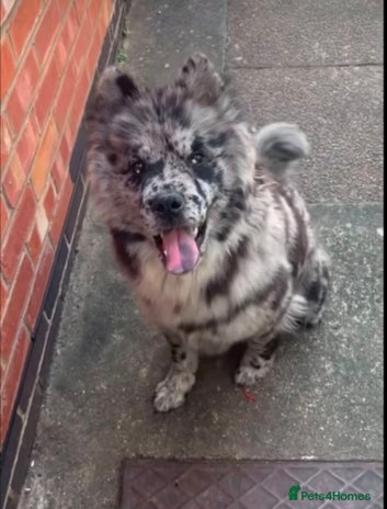 Chow Chow dogs in Leicester - Advert 1